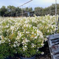 Piante  pronte per siepe fiorite