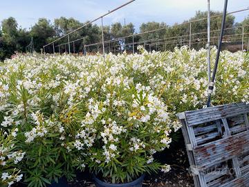 Piante  pronte per siepe fiorite