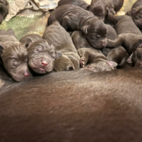 Labrador cioccolato