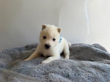 Siberian Husky con pedigree enci