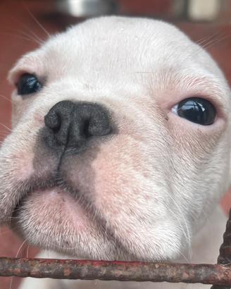 Bulldog francese esotico