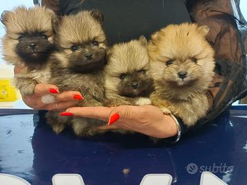Sptiz di pomerania