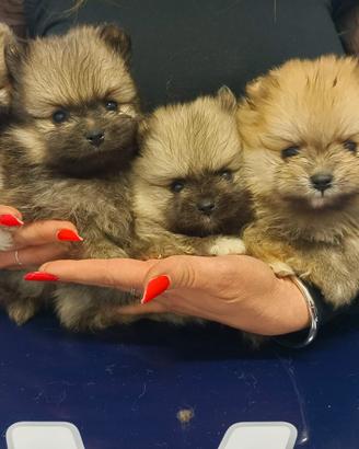 Sptiz di pomerania