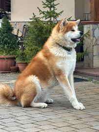 Monta di Akita INU