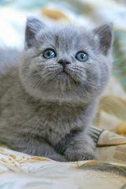 BRITISH Shorthair cucciole
