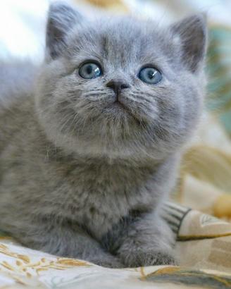 BRITISH Shorthair cucciole