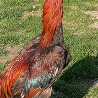 Gallo shamo