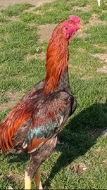 Gallo shamo