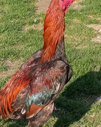 Gallo shamo