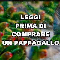 Pappagallo