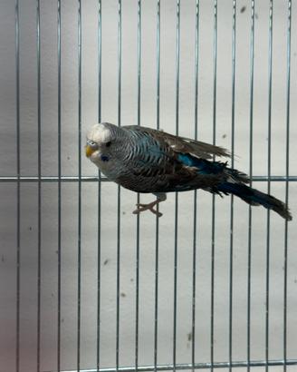 Cocorite ala nera