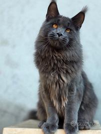 Maine coon vera linea grande