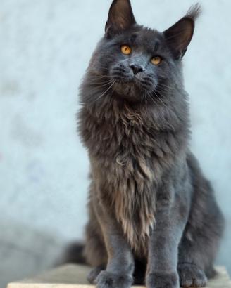 Maine coon vera linea grande
