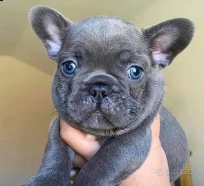 Bulldog francese blu
