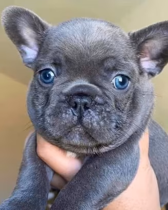 Bulldog francese blu