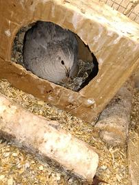 Quaglie Cinesi