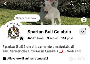 Bull Terrier inglese cucciola Tricolore