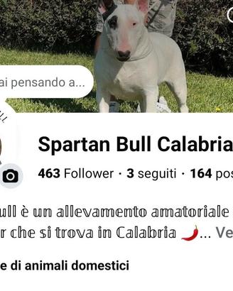 Bull Terrier inglese cucciola Tricolore