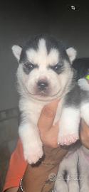 Cuccioli husky