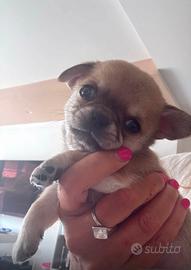 Chihuahua cuccioli