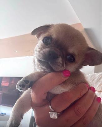 Chihuahua cuccioli
