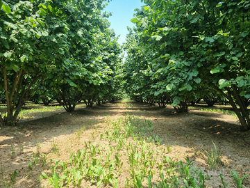 Terreno con nocciole