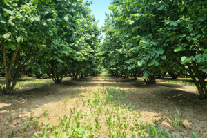 Terreno con nocciole