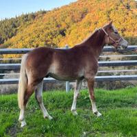 Cavallo Haflinger