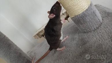 Ratto nero