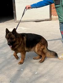 Pastore tedesco maschio