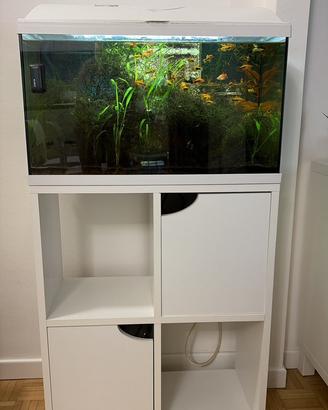 Acquario aqpet 60 litri con mobile, pesci e piante