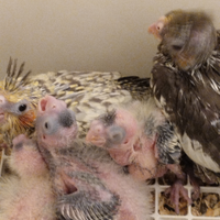 Disponibili pulli di calopsite