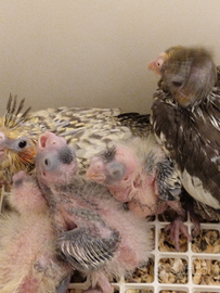 Disponibili pulli di calopsite