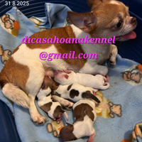 Chihuahua toy pedigree Enci