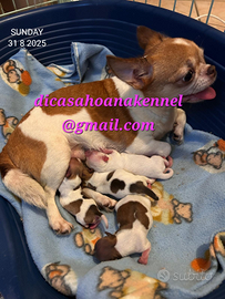 Chihuahua toy pedigree Enci