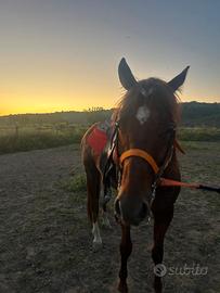 Cavallo Quarter horse