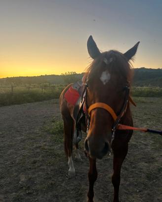 Cavallo Quarter horse