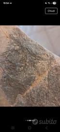 Pietra con dendrite naturale effetto fossile