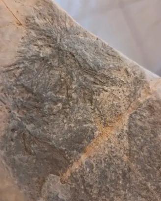 Pietra con dendrite naturale effetto fossile