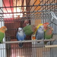 Pappagalli,inseparabili,roseicollis,gabbie