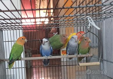 Pappagalli,inseparabili,roseicollis,gabbie