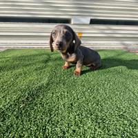 Cuccioli di bassotto color blu