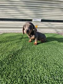 Cuccioli di bassotto color blu