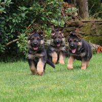 Cuccioli pastore tedesco