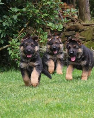 Cuccioli pastore tedesco