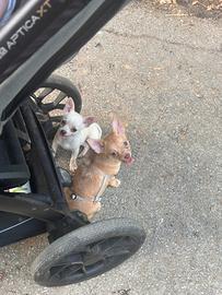 Chihuahua