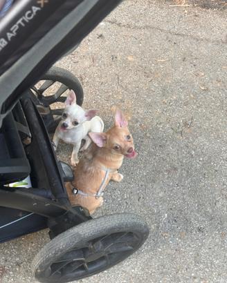 Chihuahua