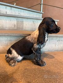 Cuccioli cocker maschi e femmine