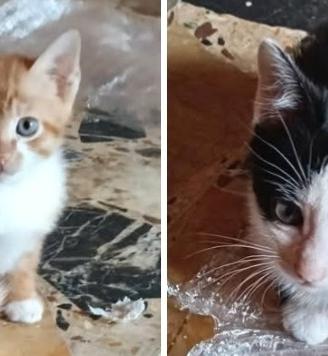Gattini in adozione