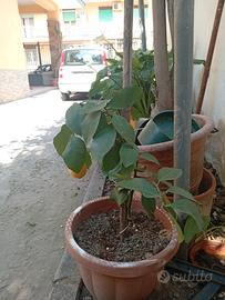 pianta Limone 